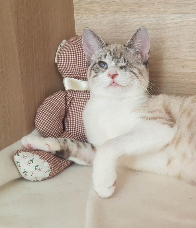 Safi
