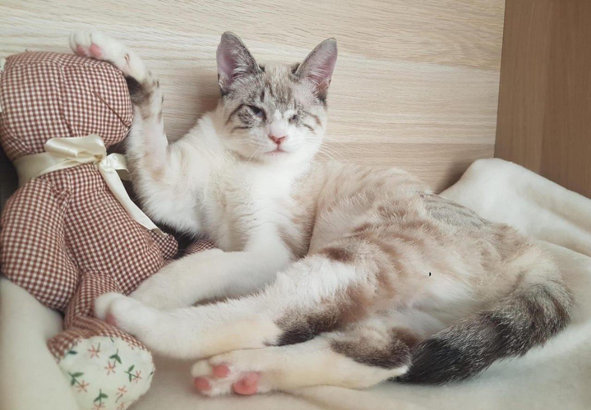 Safi