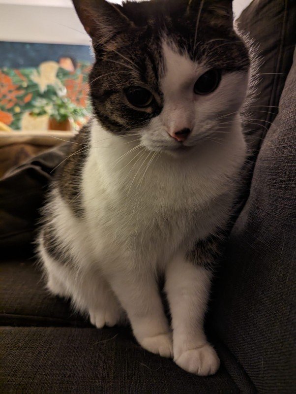 Miauw