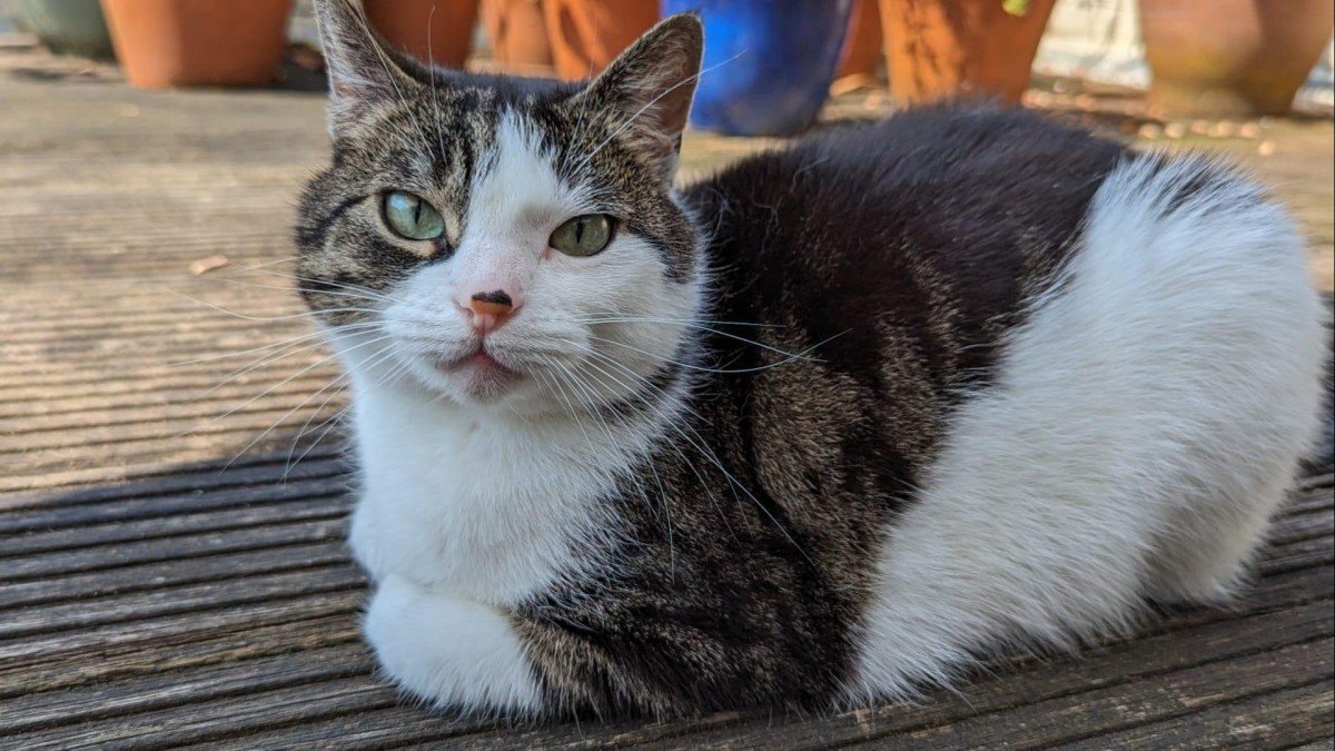 Miauw