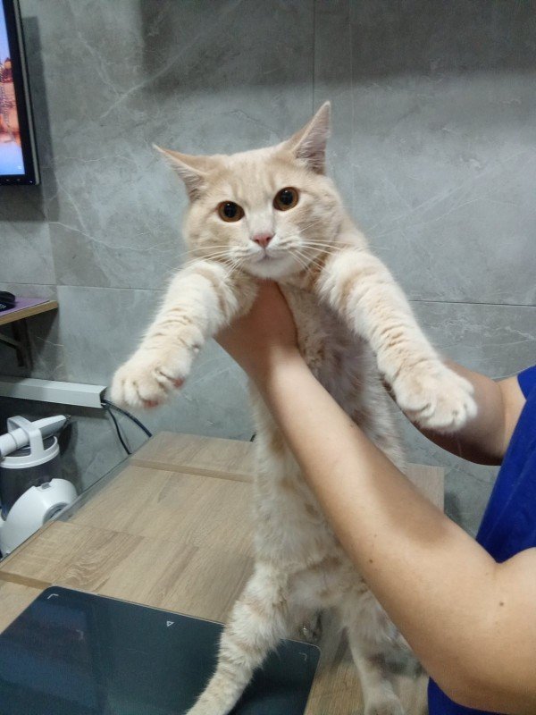 Maurice