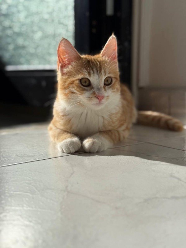 Lucy
