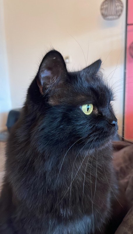 Ernie