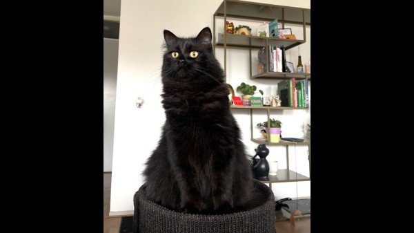 Ernie