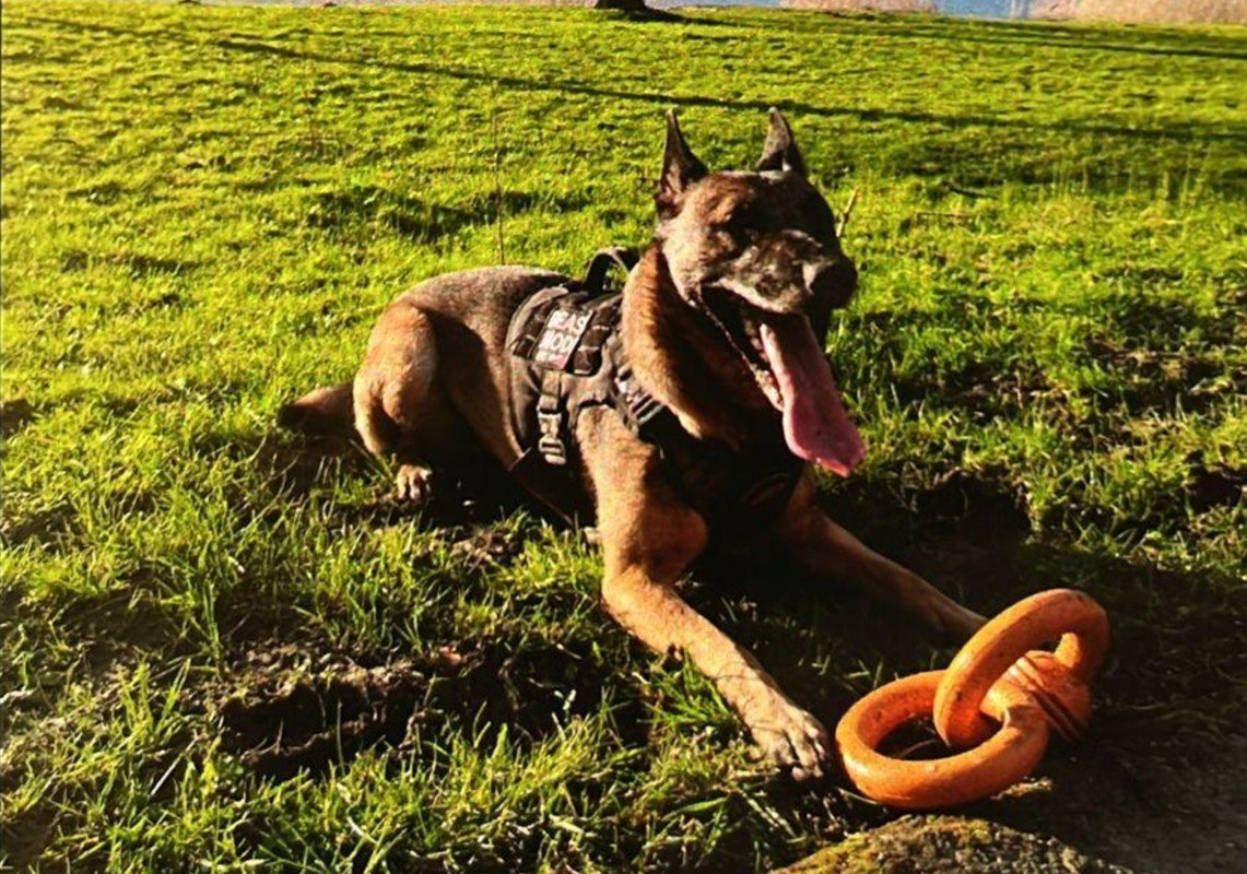 Maya