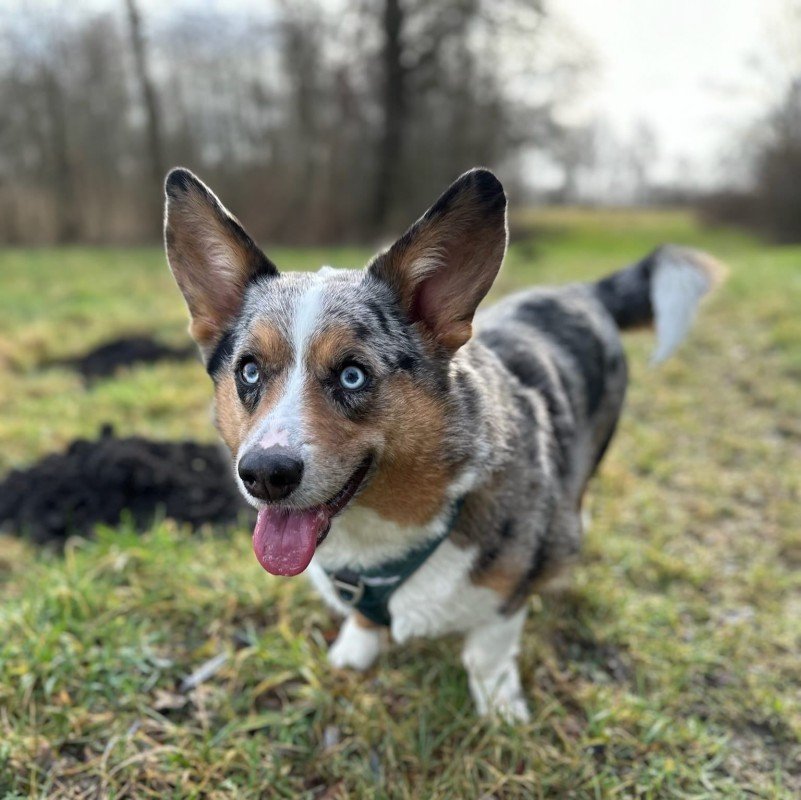 Skye
