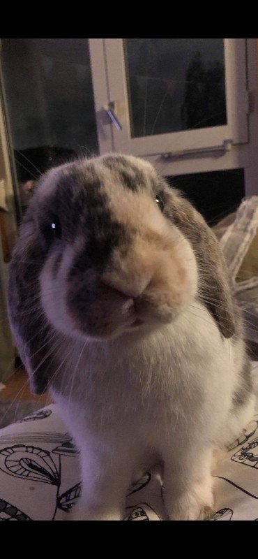 Boeffie
