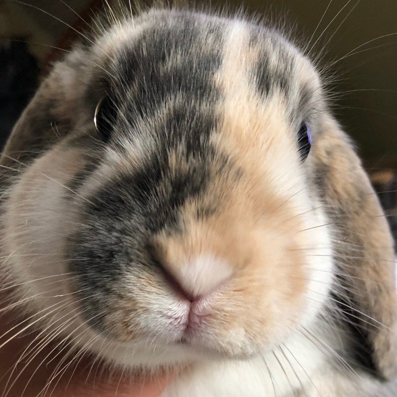 Boeffie