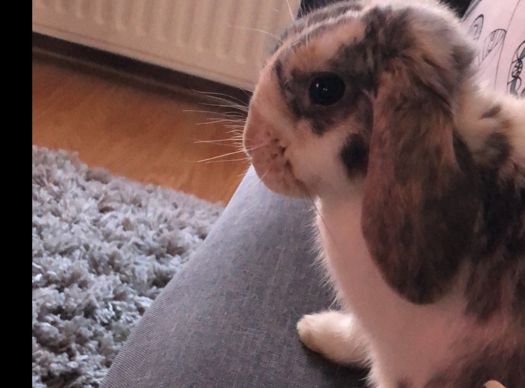Boeffie