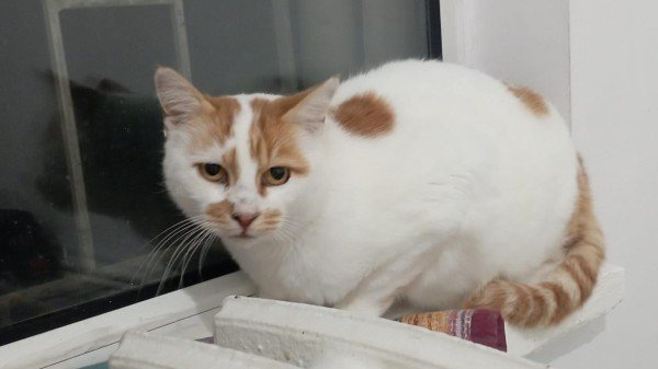 Pasha