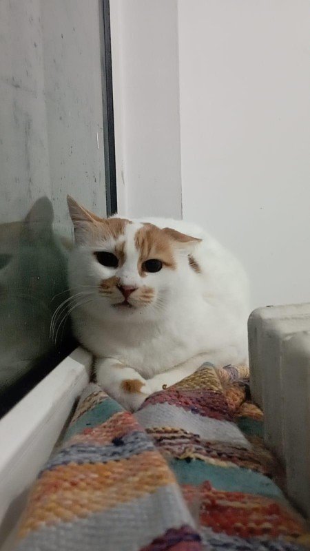 Pasha