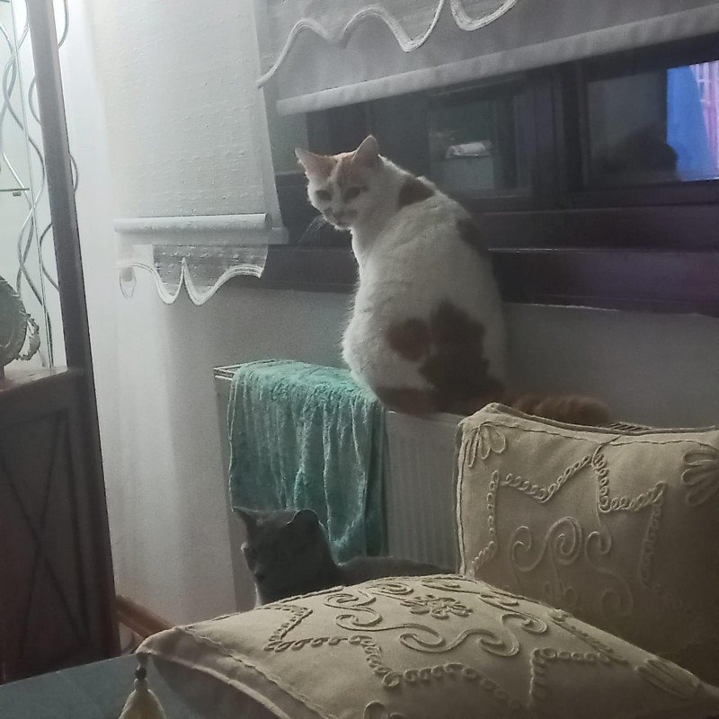 Pasha
