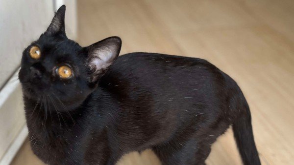 Merlin