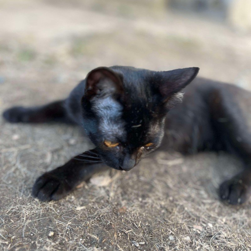 Merlin