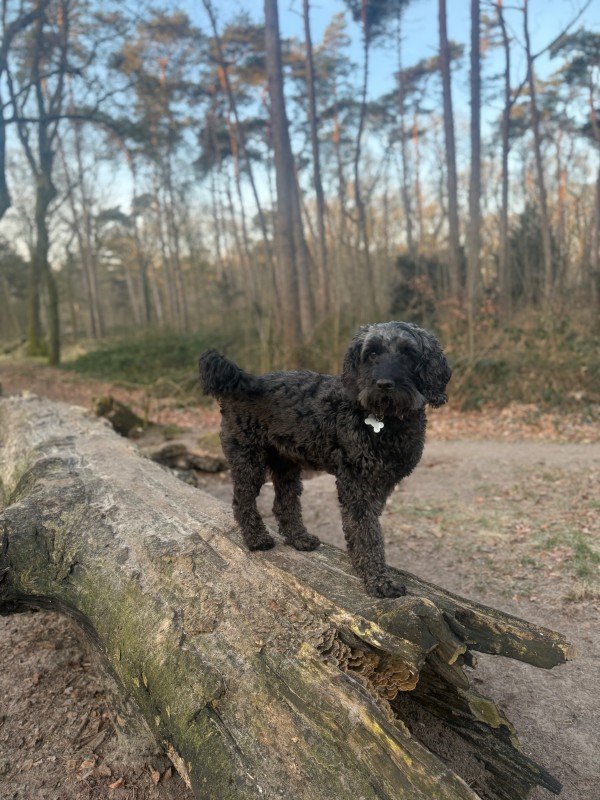 Teuntje