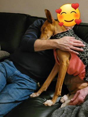 Bambi