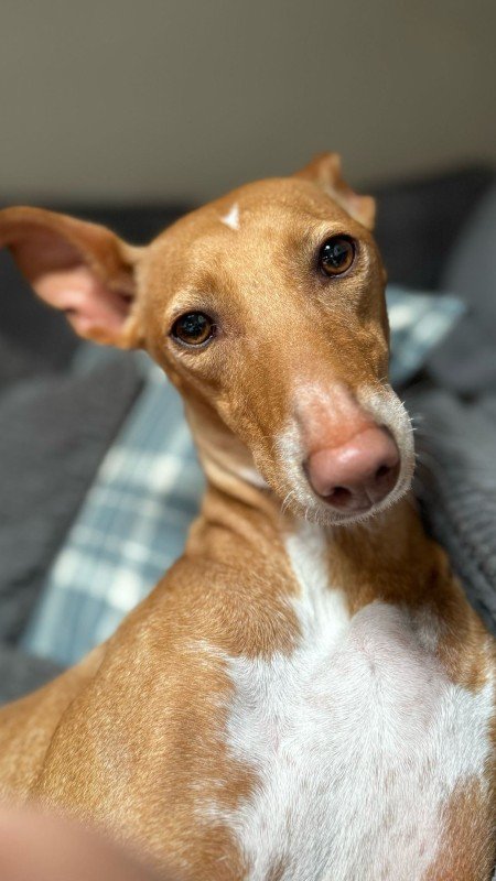 Bambi