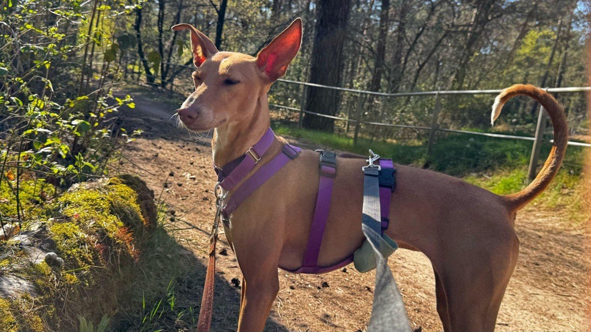 Bambi