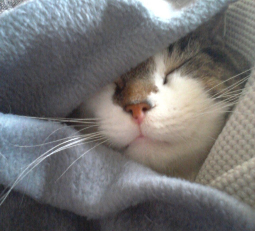 Koos