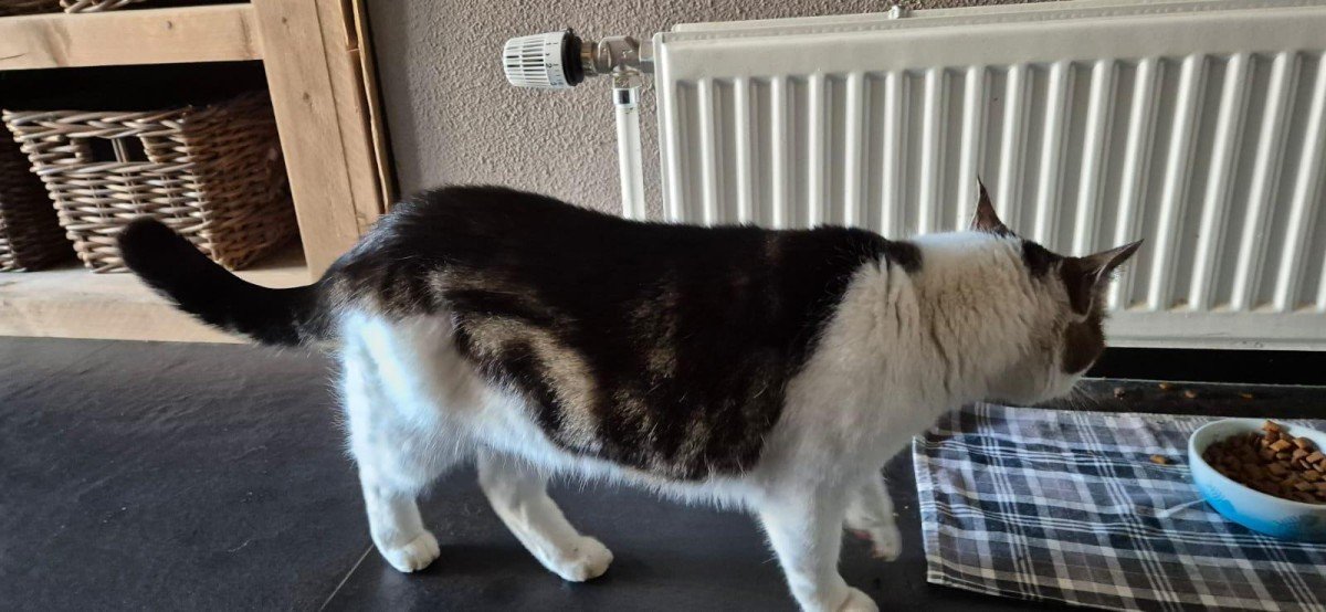 Koos