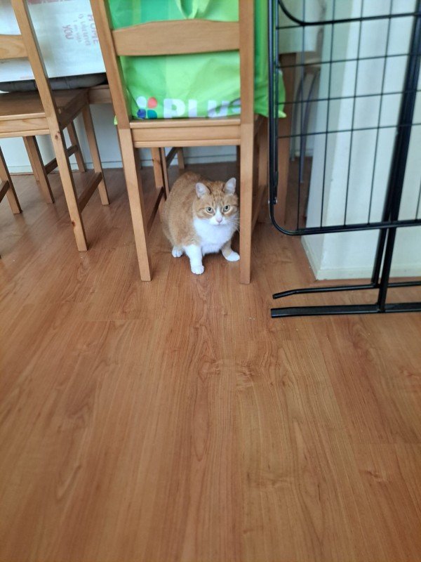 Mitsi