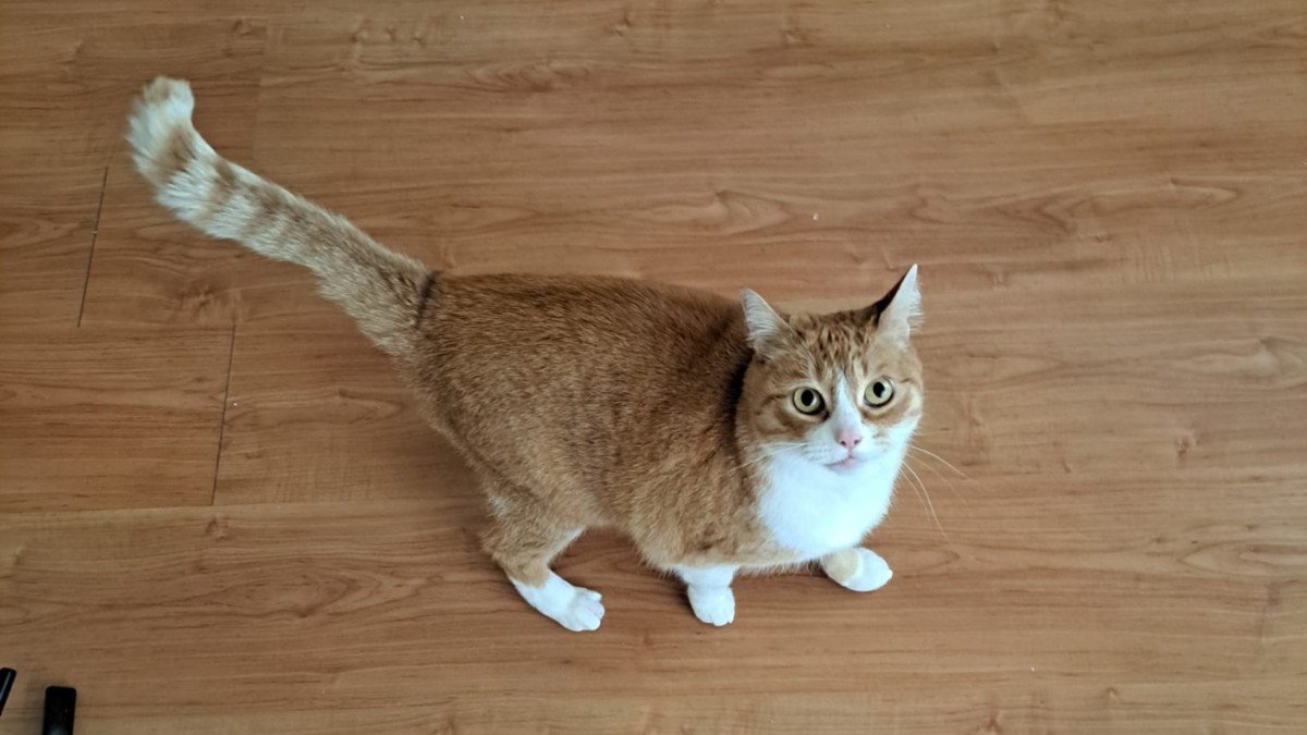 Mitsi
