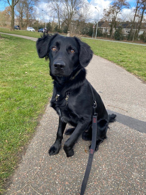 Bo