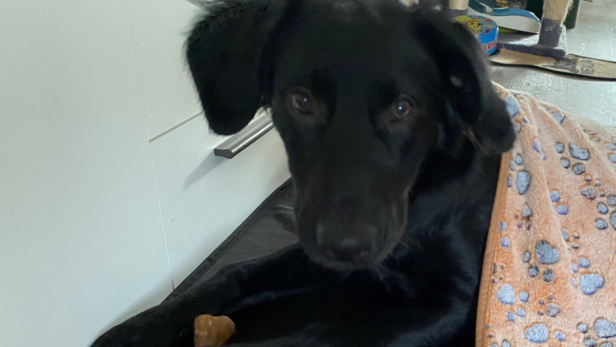 Bo
