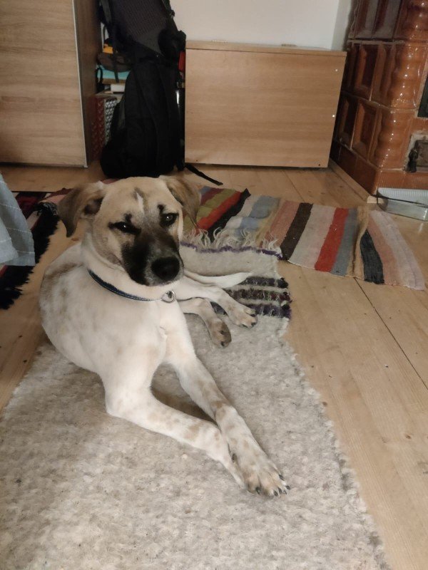 Milo