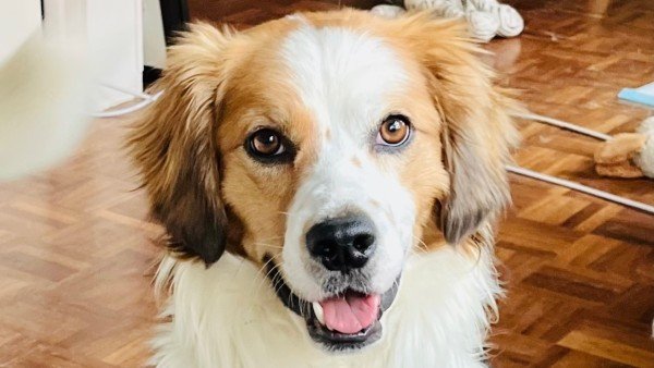 Rudy