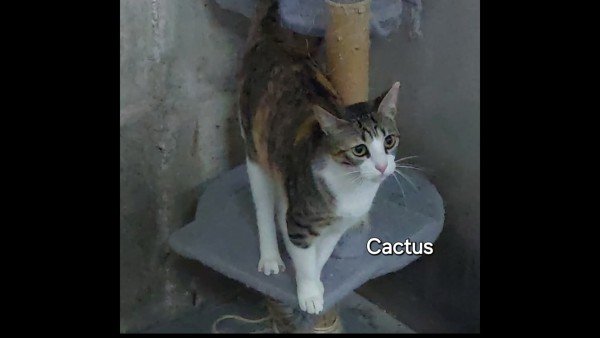 Cactus