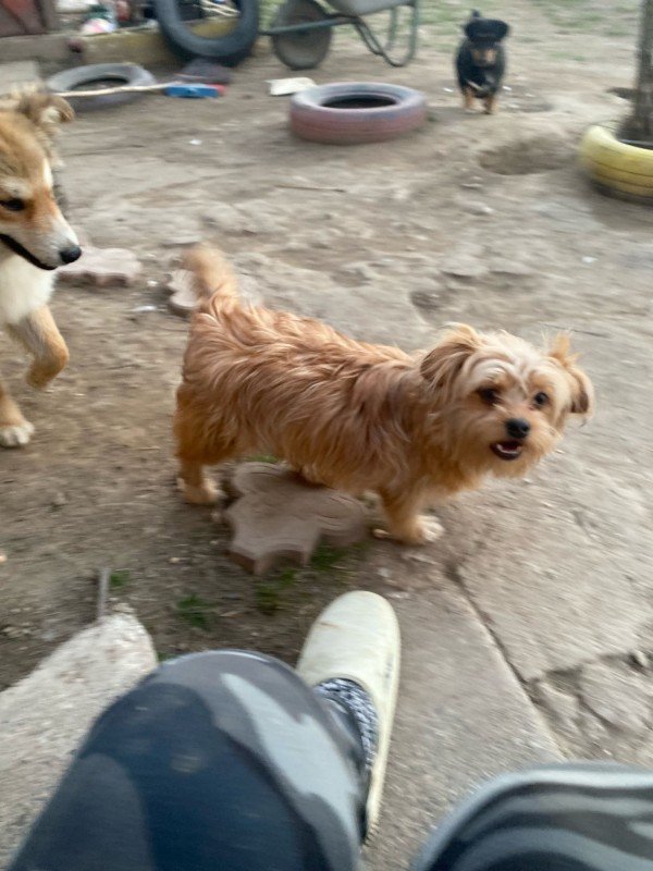 Cooper