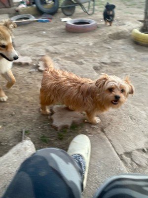 Cooper