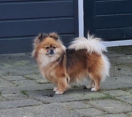 Lola