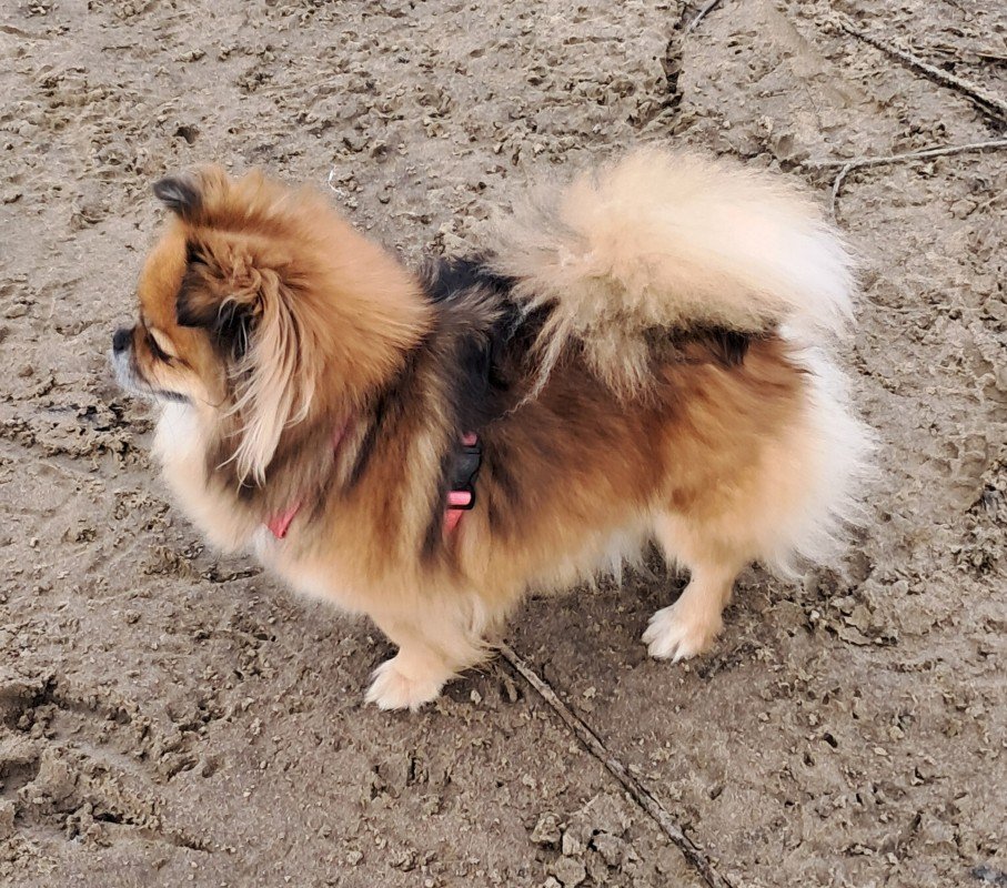 Lola