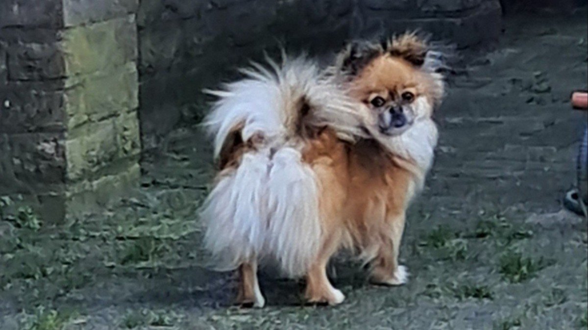 Lola