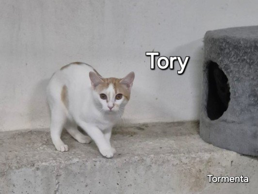 Tory