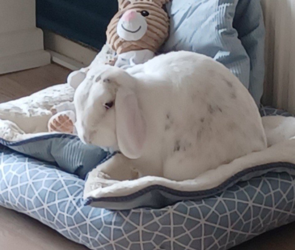 Gijs