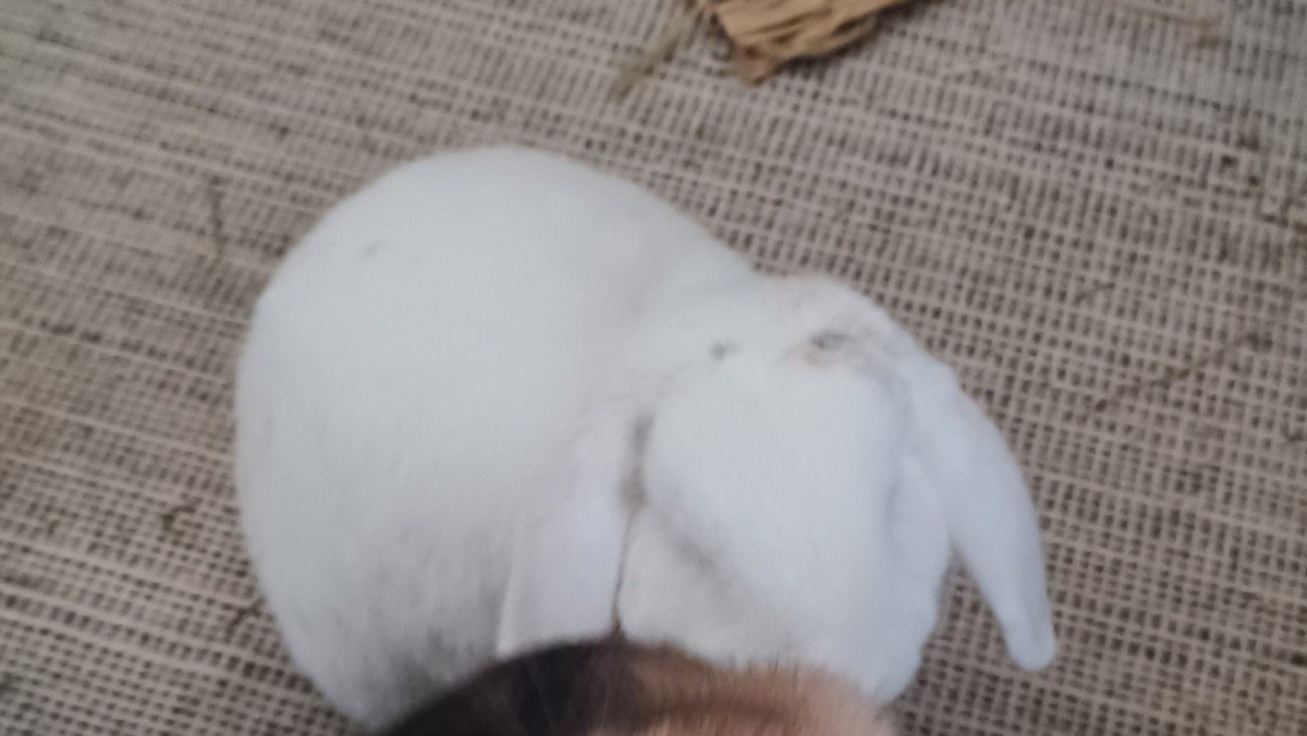 Gijs