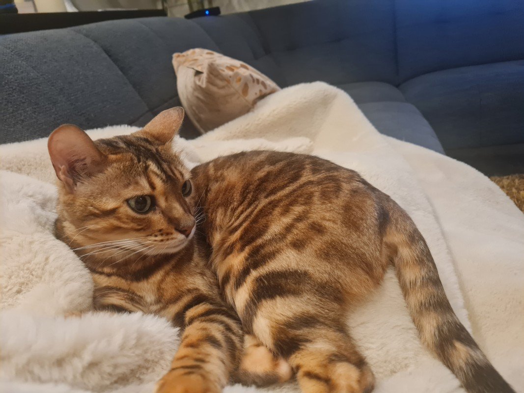 Sammie