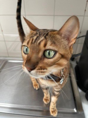 Sammie