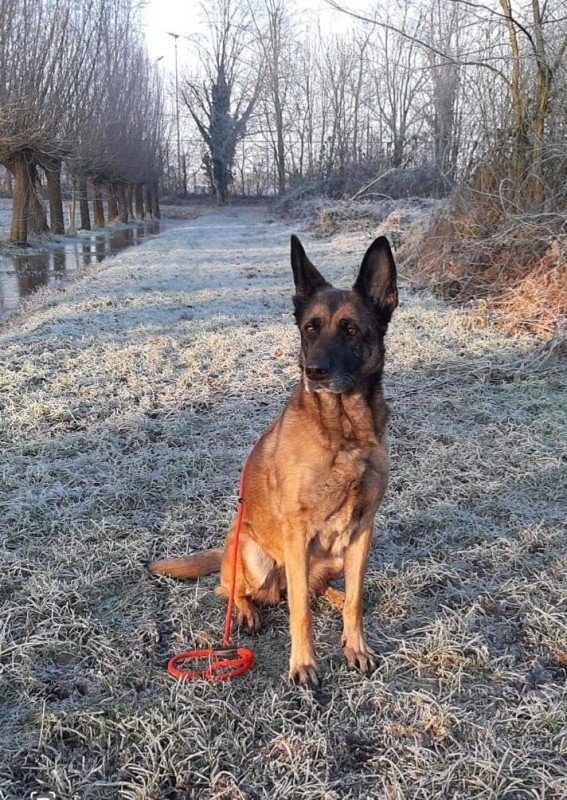 Raika