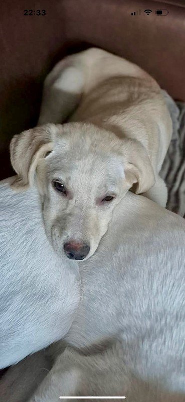 Jolie