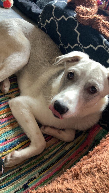 Zuki