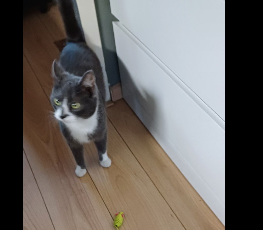 Yuki