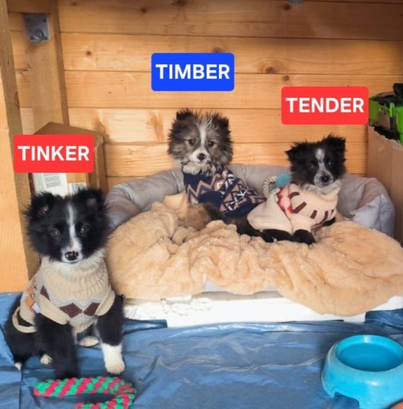 Tender