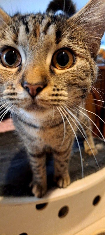 Mimi