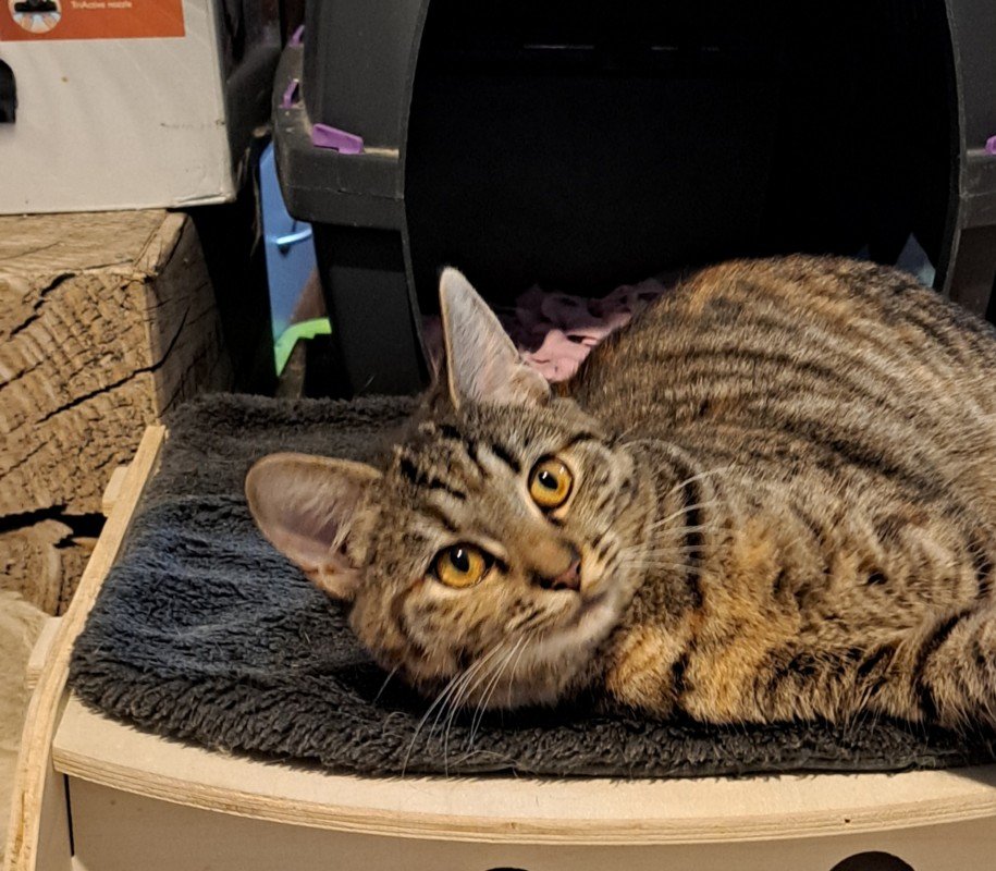 Mimi