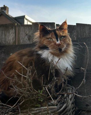 Pip
