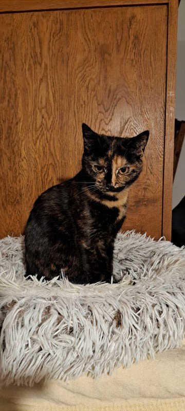 Zaza
